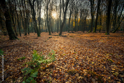Morning view in an autumn forest with sunburst and foggy rays
