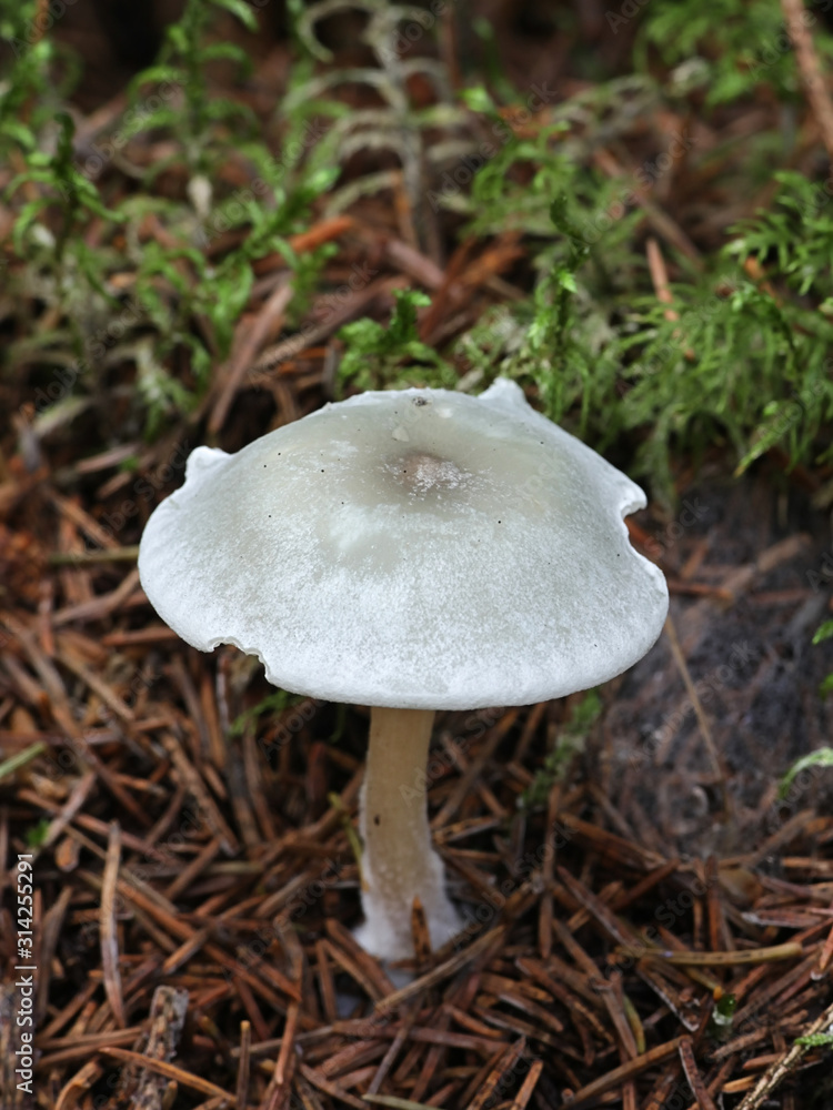 Clitocybe odora, known as the Aniseed Toadstool or Aniseed Funnel Cap, wild mushrooms from Finland Clitocybe odora, known as the Aniseed Toadstool or Aniseed Funnel Cap, wild mushrooms from Finland