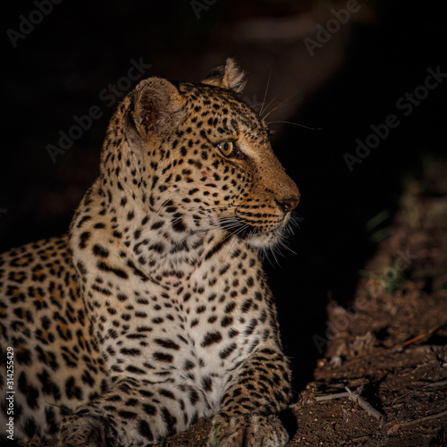 Leopard in the night in Sabi Sands Game Reserve in the greater Kruger Region in South Africa