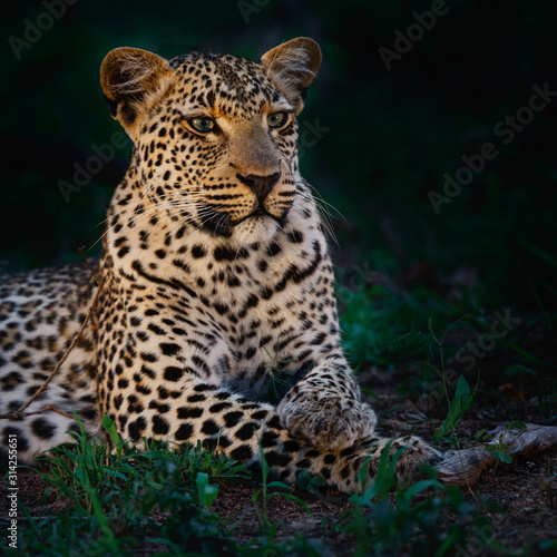 Leopard in the night in Sabi Sands Game Reserve in the greater Kruger Region in South Africa