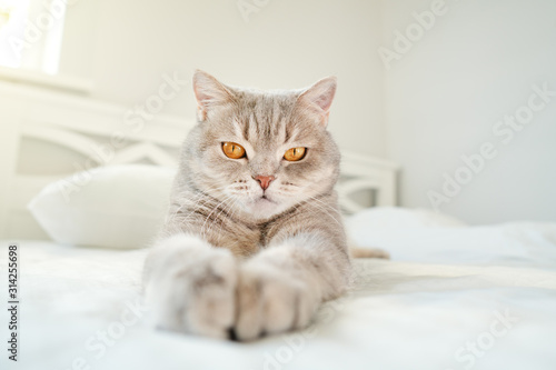 Fototapeta Naklejka Na Ścianę i Meble -  Cat lying on the bed