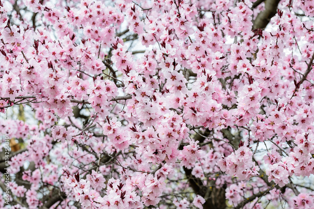 Close of many delicate pink flowers on branches of Prunus cerasifera decorative tree in a garden in a sunny spring day, beautiful outdoor floral background, sakura Close of many delicate pink flowers on branches of Prunus cerasifera decorative tree in a garden in a sunny spring day, beautiful outdoor floral background, sakura