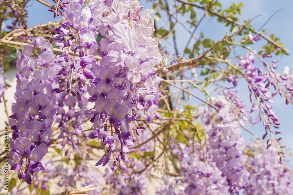 Wisteria purple flowers blooming in spring