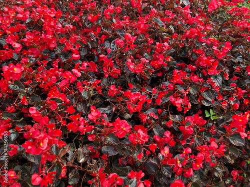 Red flowering begonia plants in summer