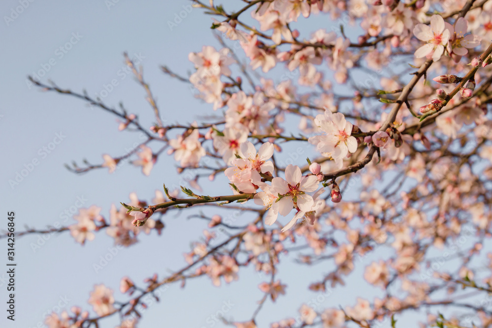 Detail of almond tree blooming