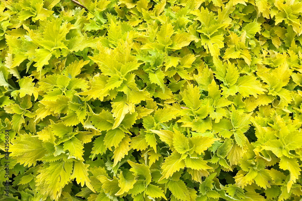 Yellow and green leaves of the coleus plant, Plectranthus scutellarioides Yellow and green leaves of the coleus plant, Plectranthus scutellarioides