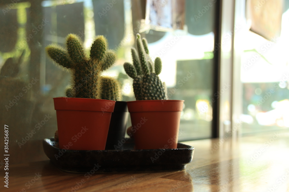 Little cactus plant decorating an office desk to create a touch of nature in the workplace Stock