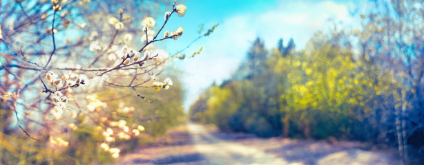 Defocused spring landscape. Beautiful nature with flowering willow branches and forest road against blue sky with clouds, soft focus. Ultra wide format.