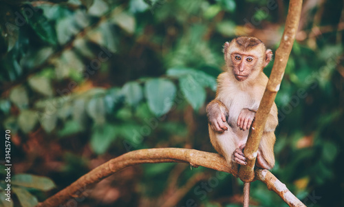 Cute little monkey sits on the tree