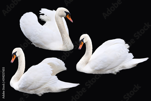 Fototapeta Naklejka Na Ścianę i Meble -  White swan birds set on black background