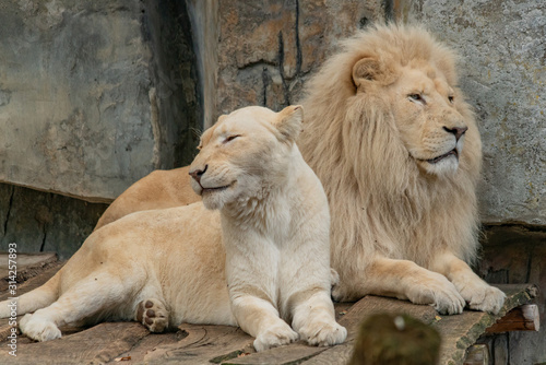 a male and female white lion lie relaxed side by side on a wooden platform