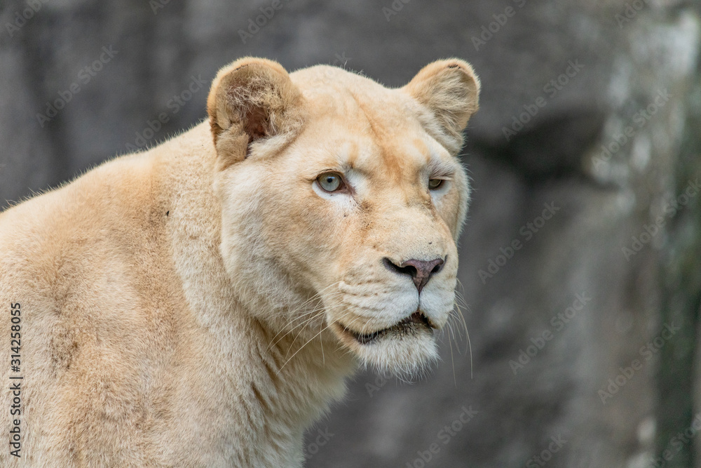 Portrait or silhouette of a white lion Portrait or silhouette of a white lion