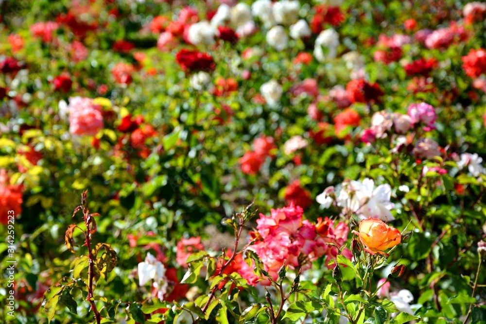 flowers in the garden