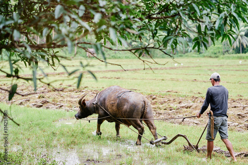 Принти на полотні Farmer using buffalo plowing rice field
