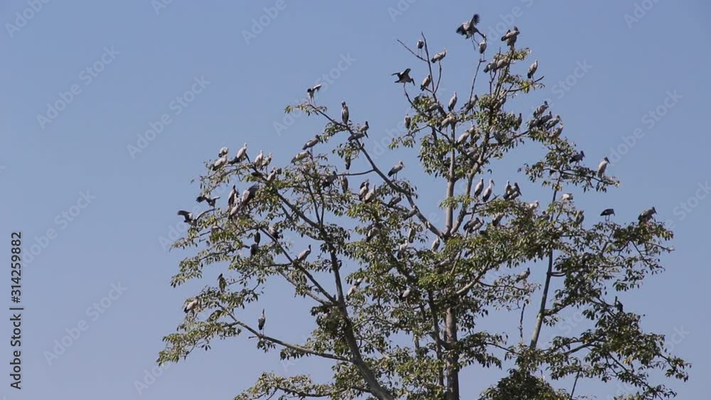 Huge tree with Asian openbill bird or Anastomus oscitans bird and flying bright blue sky background Huge tree with Asian openbill bird or Anastomus oscitans bird and flying bright blue sky background