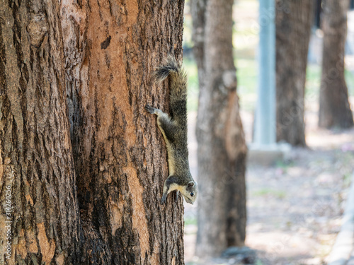 Squirrel on The Tree at Wachirabenchathat Public Park Bangkok Thailand photo