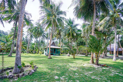 Tropical landscape. Resort  in beautiful green coconut palms plantation. photo