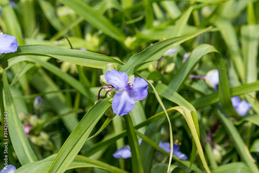 Close up of one small blue flower and green leaves of Tradescantia Virginiana plant, commonly known as Virginia spiderwort or Bluejacket in a sunny summer garden, beautiful outdoor floral background Close up of one small blue flower and green leaves of Tradescantia Virginiana plant, commonly known as Virginia spiderwort or Bluejacket in a sunny summer garden, beautiful outdoor floral background