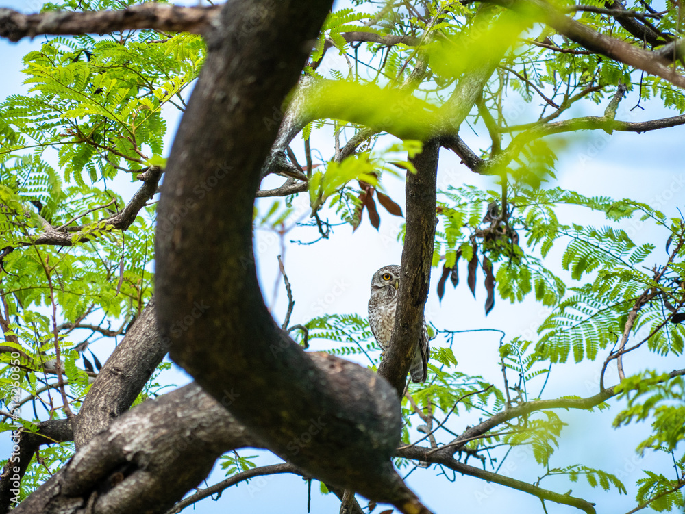 Fototapeta premium Spotted Owlet, Athene Brama at Wachirabenchathat Public Park Bangkok Thailand