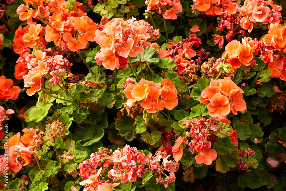 Bush of red geranium Bush of red geranium