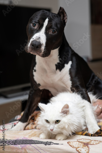 black and white staffordshire terrier is sitting next to a white cat