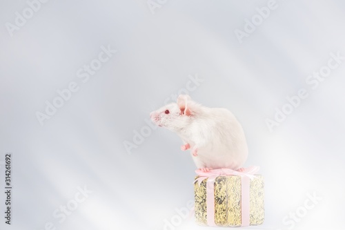 Live white mouse rat stands on its hind legs on a golden gift. The symbol of the new Chinese year 2020.