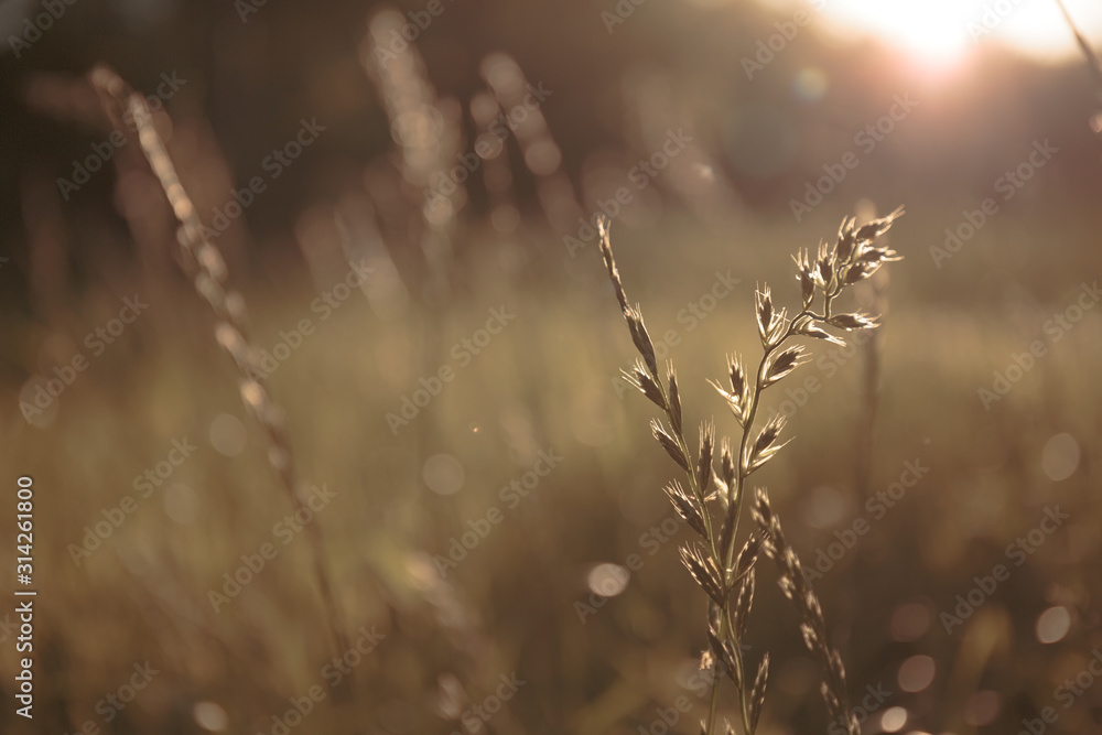spikelets of wild grass in the sunlight with a backlight on a blurred background of meadow grasses