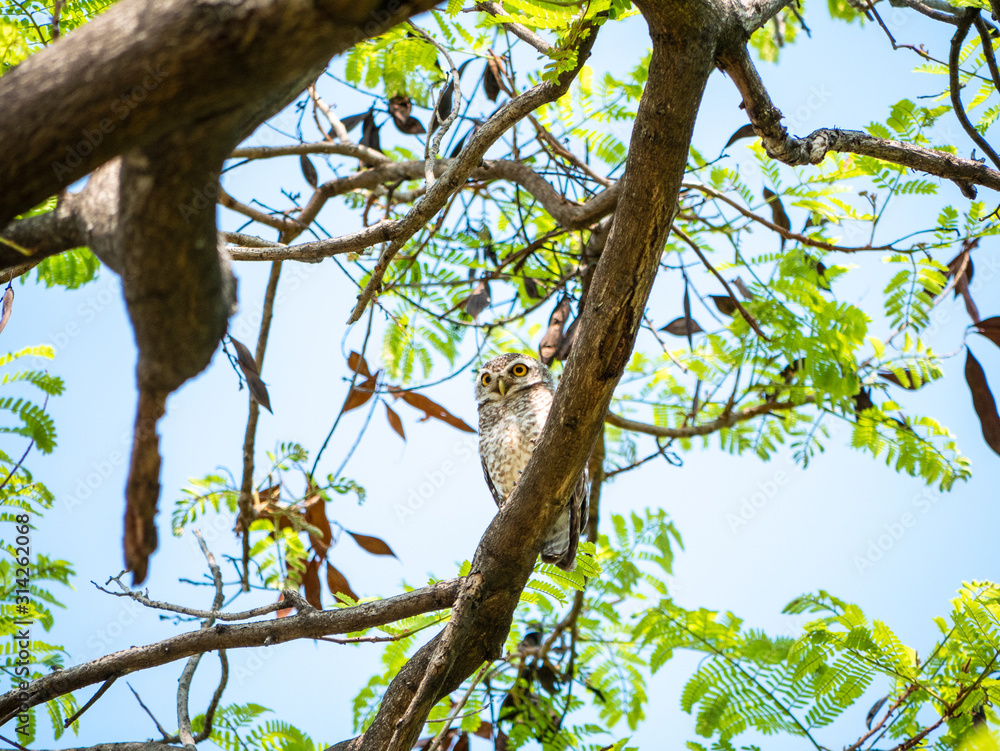 Fototapeta premium Spotted Owlet, Athene Brama at Wachirabenchathat Public Park Bangkok Thailand