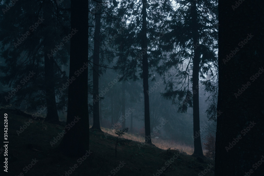 Fototapeta premium Wald im Nebel