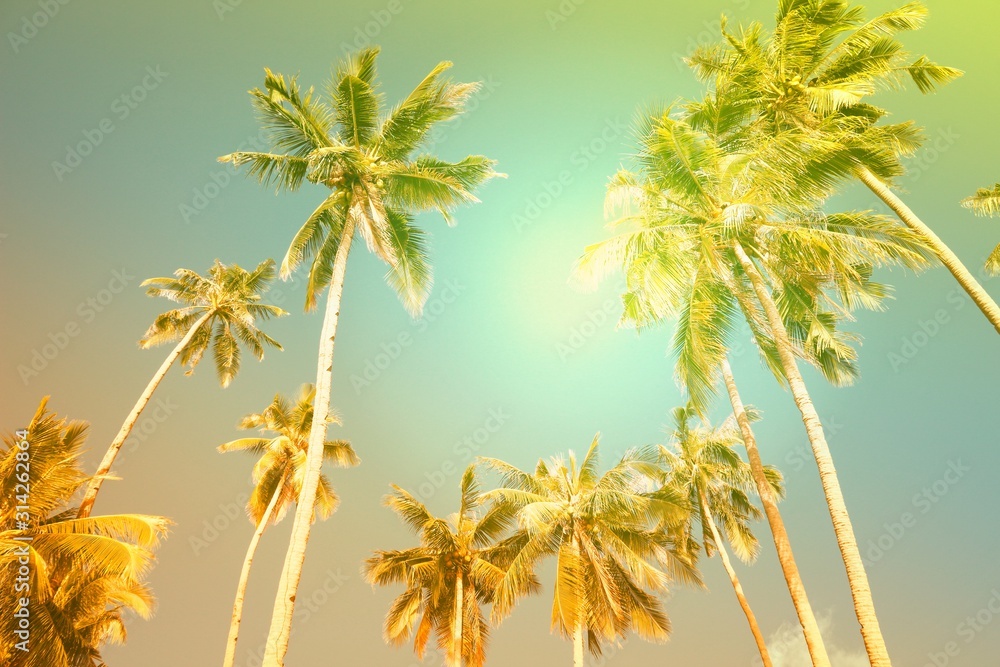 Vintage palm trees background