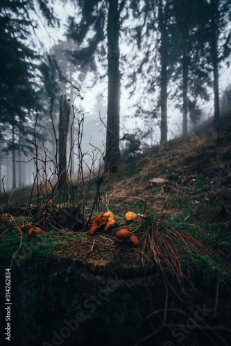 Pilze im Nebel