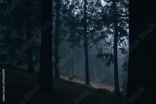 Wald im Nebel