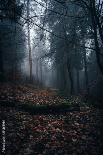 Baumstamm im Nebel
