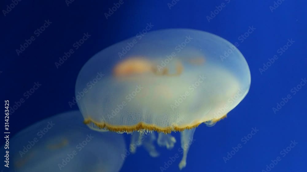 クラゲ クラゲ