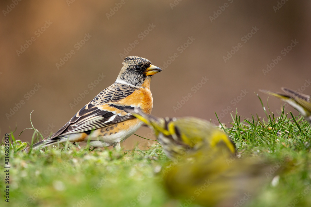 Brambling male, Fringilla montifringilla, feeding on the ground with other fringillidae Brambling male, Fringilla montifringilla, feeding on the ground with other fringillidae
