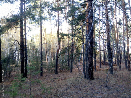 Pine-birch autumn forest on a sunny day