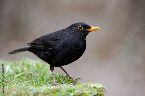 Male common blackbird, Turdus merula, perched in the meadow © J.C.Salvadores