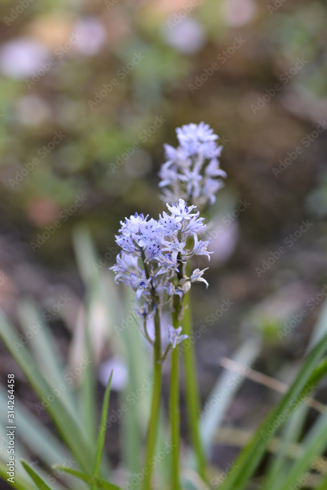 Fototapeta premium Italian bluebell