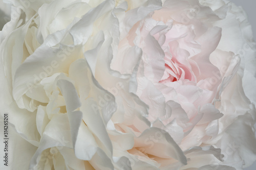 Floral wallpaper, a fragment of a terry peony flower of delicate white and pink color, macro.
