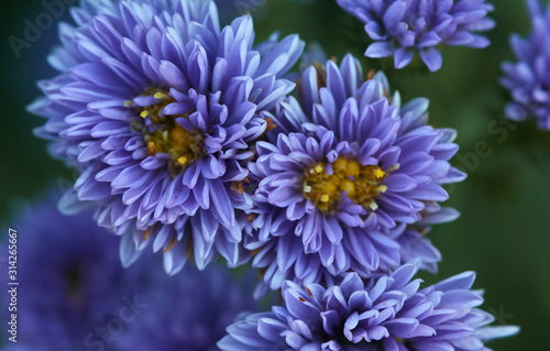 Background of the violet Michaelmas Daisy flowers