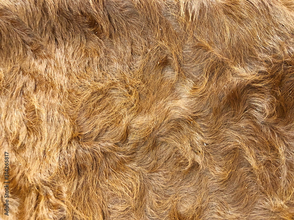 Fur cow leather texture background Fur cow leather texture background