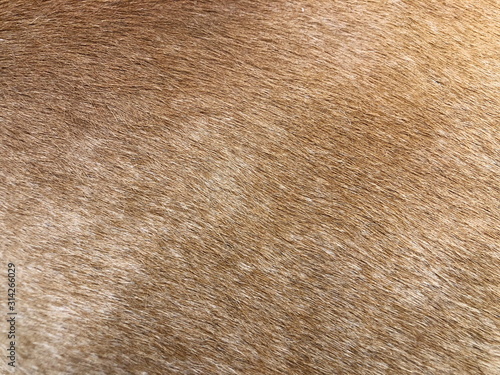 Fur cow leather texture background