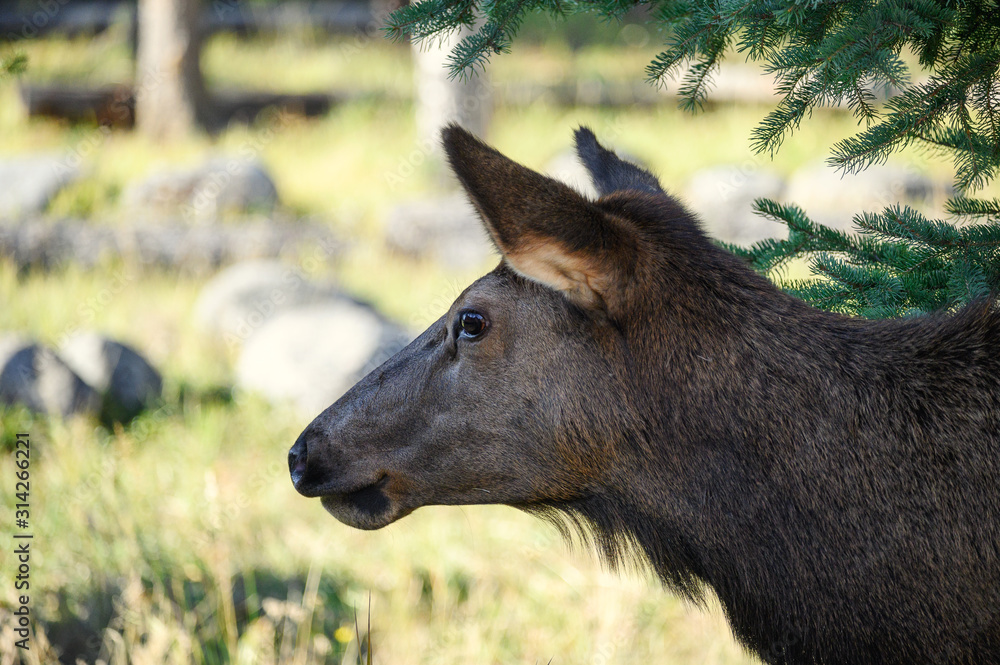 Close-up Side face of female Elk with pine tree Close-up Side face of female Elk with pine tree