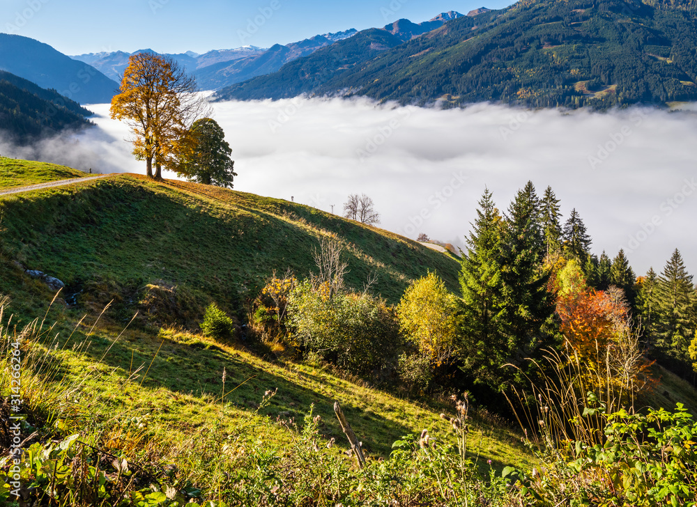 Misty autumn morning mountain and big lonely trees view from hiking path near Dorfgastein, Land Salzburg, Austria.