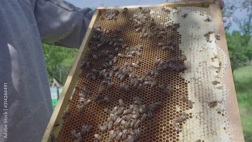 Man shows honeycomb panel from which will squeeze honey Man shows honeycomb panel from which will squeeze honey