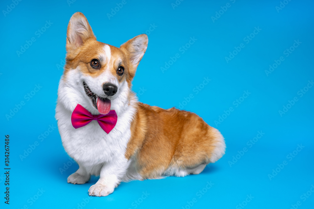 Cute ginger and white dog of welsh corgi pembroke breed wearing red bow tie on bright blue background. Funny face expression, pretty look. Indoors, studio