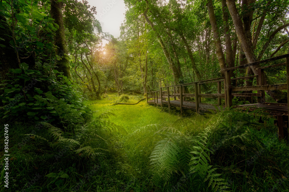 A boardwalk winds through a lush green Welsh forest A boardwalk winds through a lush green Welsh forest