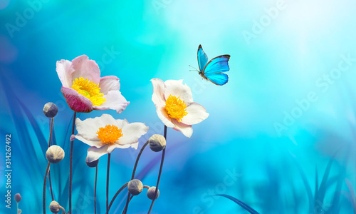 Beautiful pink flowers anemones fresh spring morning on nature and flying blue butterfly on soft blue background, macro. Amazing artistic elegant image of spring nature. #314267492