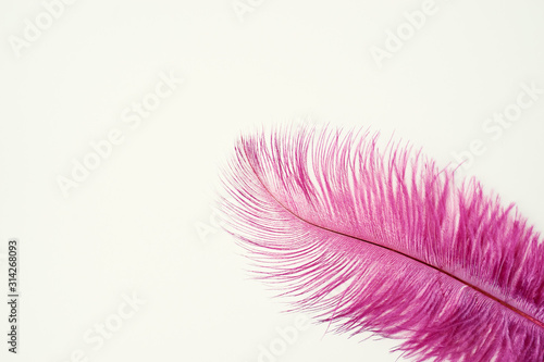 Purple feather on white background.