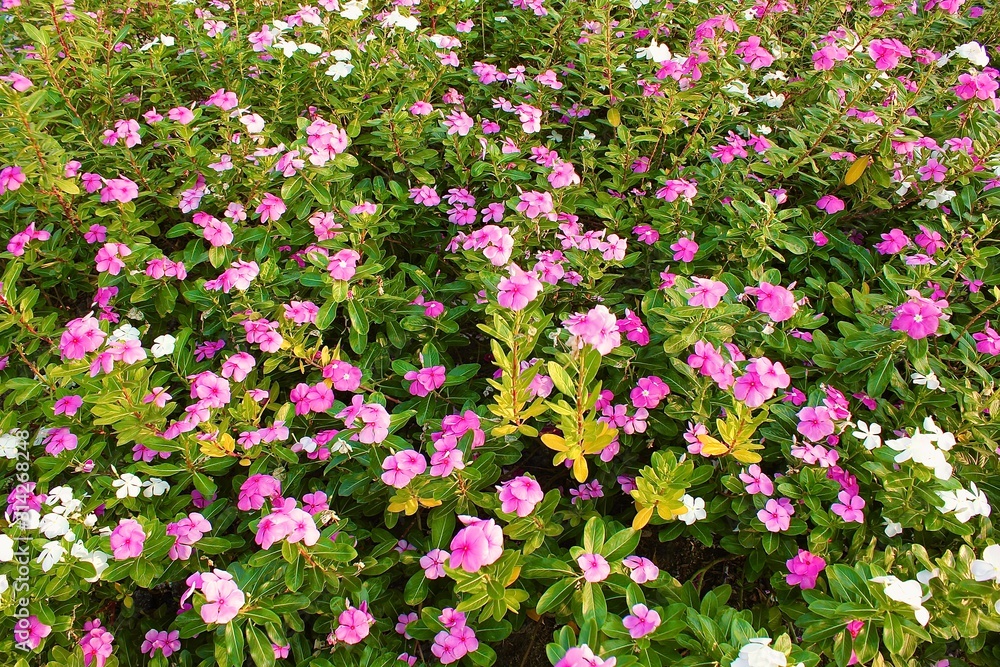 flowers in the garden